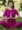 beautiful-young-girl-woman-meditating-while-sittin